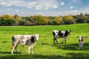 uitzicht op het platteland en koeien foto