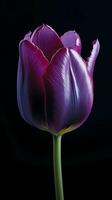 Purper tulp tulipa bloem behang achtergrond. ai gegenereerd foto