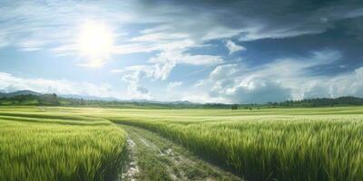 veld- rijst- met rijstveld plant, schoon lucht behang achtergrond. ai gegenereerd foto
