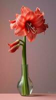 amaryllis bloem hippeastrum wazig achtergrond. ai gegenereerd foto