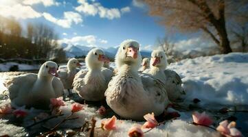 een bundel van wit ganzen wandelen foto