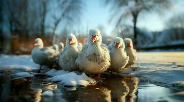 een bundel van wit ganzen wandelen foto
