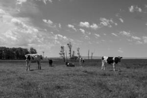 koeien gevoed met gras, buenos luchten, Argentinië foto