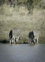 kudde van zebra's in de Afrikaanse savanne foto