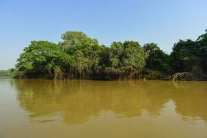 pantanal Woud ecosysteem, mato grof, Brazilië foto