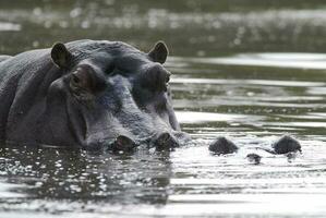 Afrikaanse nijlpaard, zuiden Afrika, in Woud milieu foto