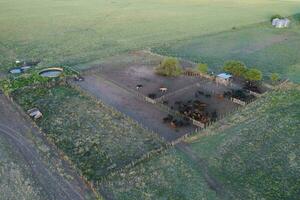 vee verhogen in pampa platteland, la pampa provincie, Argentinië. foto