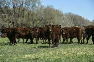 exporteren koeien productie in de Argentijns platteland, buenos aires provincie, Argentinië. foto