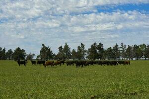 vee verhogen met natuurlijk weilanden in pampa platteland, la pampa provincie,patagonië, Argentinië. foto