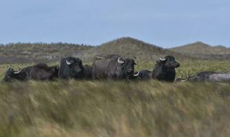 water buffel, bubalus bubalis, soorten geïntroduceerd in Argentinië, la pampa provincie, Patagonië. foto