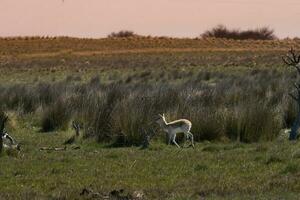 mannetje Blackbuck antilope in pampa duidelijk omgeving, la pampa provincie, Argentinië foto