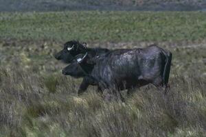 water buffel, bubalus bubalis, soorten geïntroduceerd in Argentinië, la pampa provincie, Patagonië. foto