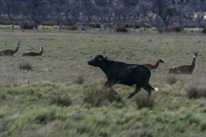 water buffel, bubalus bubalis, soorten geïntroduceerd in Argentinië, la pampa provincie, Patagonië. foto