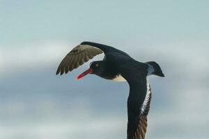 Amerikaans scholekster, haematopus palliatus, in vlucht, vliegend in een patagonisch strand omgeving, Patagonië, Argentinië. foto