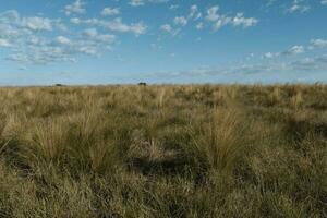 pampa gras landschap, la pampa provincie, Patagonië, Argentinië. foto