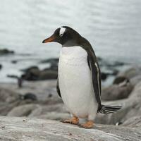 gentoo pinguïn, pygoscelis Papoea, Antarctica. foto