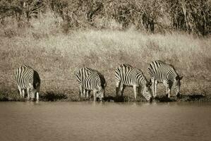 kudde van zebra's in de Afrikaanse savanne foto