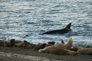 orka aanvallen zee leeuwen, Patagonië Argentinië foto