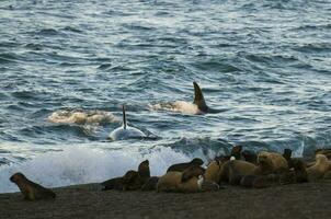 orka aanvallen zee leeuwen, Patagonië Argentinië foto