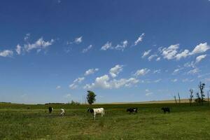 ossen gevoed Aan weiland, la pampa, Argentinië foto