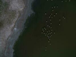 flamingo's in Patagonië , antenne visie foto