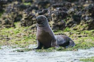 baby zee leeuw , Patagonië Argentinië foto