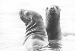 baby zee leeuw , Patagonië Argentinië foto