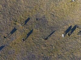 groot schaal vlees productie in Argentinië, antenne visie van een partij van koeien foto