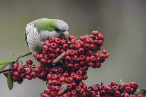 parkiet, voeren Aan wild fruit, la pampa, Patagonië, Argentinië foto