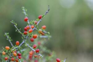 klein rood wild fruit in de pampa Woud, Patagonië, Argentinië foto