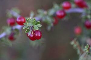 klein rood wild fruit in de pampa Woud, Patagonië, Argentinië foto