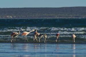 kudde van flamingo's Aan de zee kust, Patagonië foto