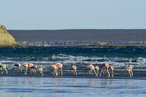 flamingo's voeden Bij laag getij, schiereiland valdes, Patagonië, Argentinië foto