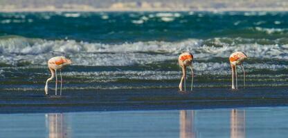 flamingo's voeden Bij laag getij, schiereiland valdes, Patagonië, Argentinië foto