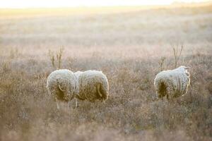 landschap met schapen Bij zonsondergang in de veld- foto