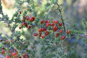 klein rood wild fruit in de pampa Woud, Patagonië, Argentinië foto