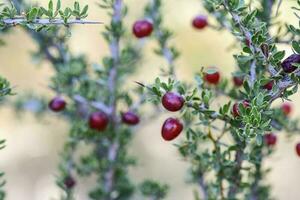 klein rood wild fruit in de pampa Woud, Patagonië, Argentinië foto