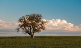 eenzaam boom landschap in la pampa, Argentinië foto