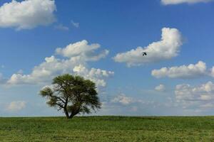 symbolisch boom van de pampa, la pampa, Argentinië foto