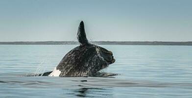 zuidelijk Rechtsaf walvis, springen gedrag, puerto madryn, Patagonië, Argentinië foto