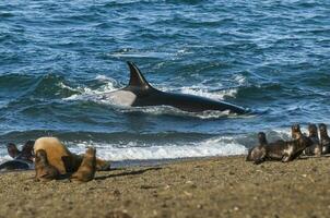 orka aanvallen zee leeuwen, Patagonië Argentinië foto