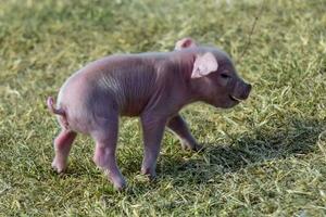 big pasgeboren baby, in boerderij landschap. foto