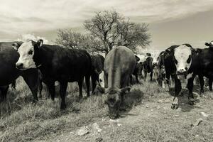 ossen gevoed Aan weiland, la pampa, Argentinië foto