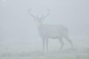 rood hert in de mist, Argentinië, parque luro natuur reserveren foto