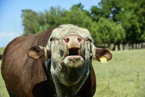 stier gekreun in Argentijns platteland, la pampa, Argentinië foto