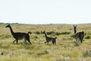 guanaco's in pampa grasland omgeving, la pampa provincie, Patagonië, Argentinië. foto