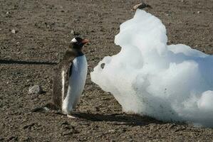 gentoo pinguïn, op een antarctisch strand, neko haven, antarctica foto