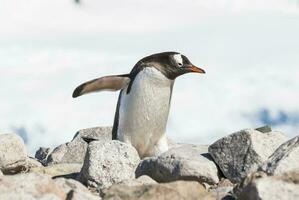 gentoo pinguïn, op een antarctisch strand, neko haven, antarctica foto