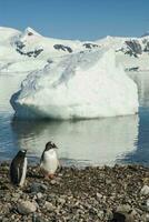 gentoo pinguïn, op een antarctisch strand, neko haven, antarctica foto