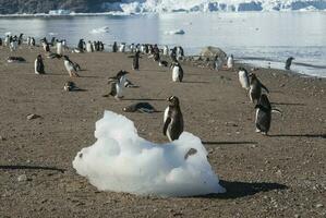 gentoo pinguïn, op een antarctisch strand, neko haven, antarctica foto